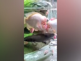 पानी में एक दूसरे को Kiss करती दिखीं मछलियां, दिलजले आशिक़ ने कहा- मुझसे अच्छी किस्मत है पानी में एक दूसरे को Kiss करती दिखीं मछलियां, दिलजले आशिक़ ने कहा- मुझसे अच्छी किस्मत है