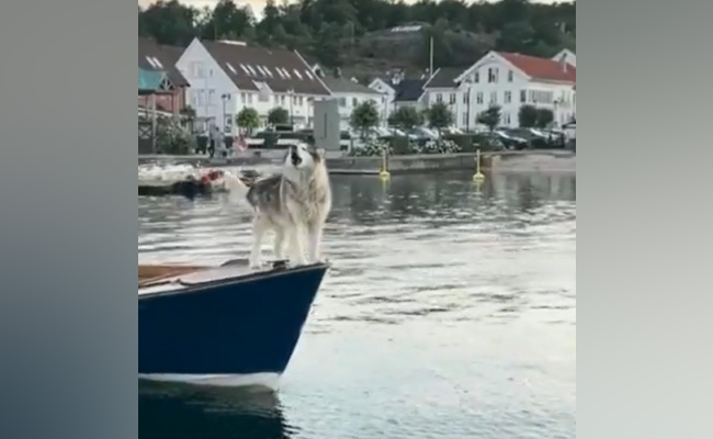 नाव पर चढ़कर ''टाइटैनिक पोज़'' में दिखा ये प्यारा डॉग, साथ में हॉर्न की तरह आाज़ भी निकालता है