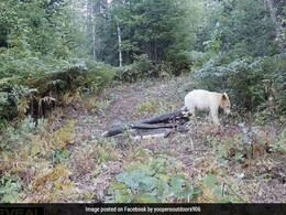 "One-In-A-Million" White-Coloured Bear Killed By Wolves Shortly After Being Spotted "One-In-A-Million" White-Coloured Bear Killed By Wolves Shortly After Being Spotted
