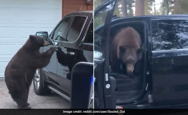 Bear Enters A Woman's Car And She Asks Him To "Get Out" In Hilarious Video