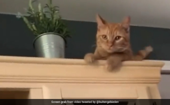 Watch: Cat's Unimpressed Reaction On Its First Day At Home Leaves Internet In Splits