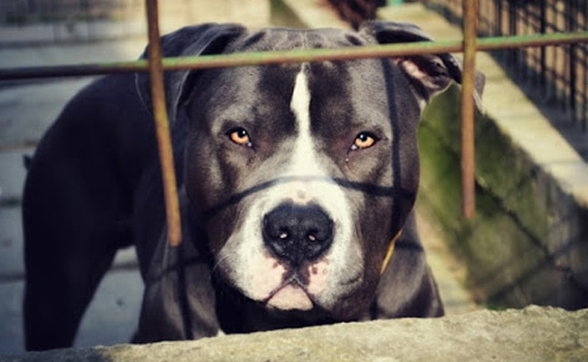 Pit Bull, 2 Other Dog Breeds Banned As Pets In UP's Ghaziabad