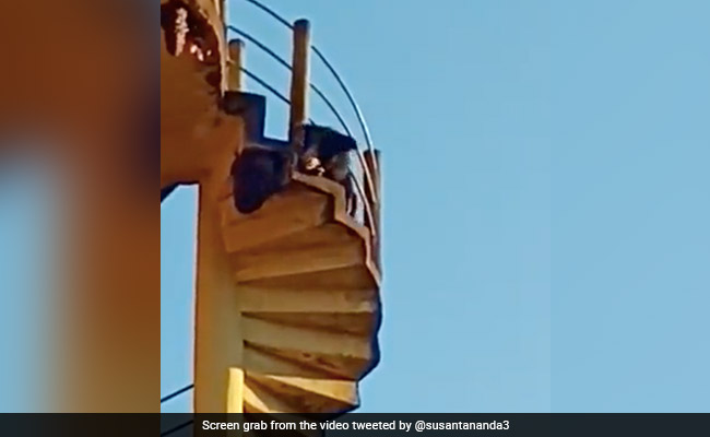 Watch: Bears Climb Up Water Tank To Eat Honey From Beehive