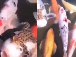 'जल की रानी' पर मेंढक ने की मुफ्त की सवारी, Video देख यूजर्स ने दिए अजीबोगरीब रिएक्शन 'जल की रानी' पर मेंढक ने की मुफ्त की सवारी, Video देख यूजर्स ने दिए अजीबोगरीब रिएक्शन