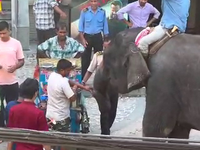 Video: Elephant Gulps Down Pani Puris In Assam