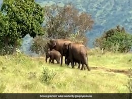 Watch: Elephant Family Migrates From Tamil Nadu To Eastern Ghats Ahead Of Northeast Monsoon Watch: Elephant Family Migrates From Tamil Nadu To Eastern Ghats Ahead Of Northeast Monsoon