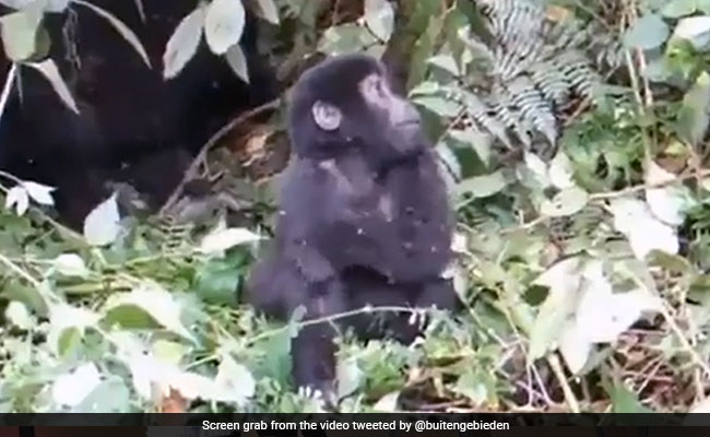 Viral Video: Baby Gorilla Takes A Tumble After First Chest Pound