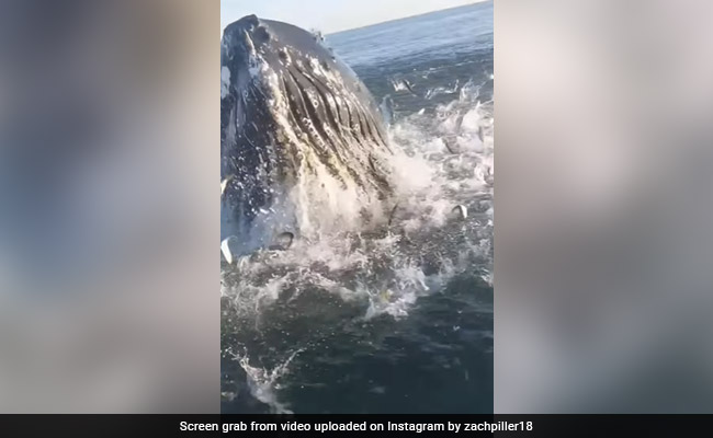 Unusual Video Of Giant Humpback Breaching Sea Surface Goes Viral
