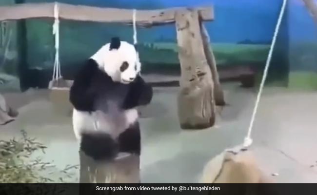 Panda Tries To Swing, But Hits The Ground. Watch Adorable Video