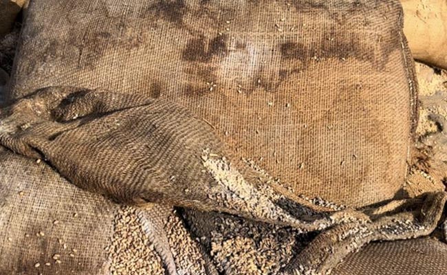 NDTV की खबर का असर : 42 हजार मीट्रिक टन गेहूं सड़ने पर 5 अधिकारियों पर गिरी गाज, भरपाई के आदेश