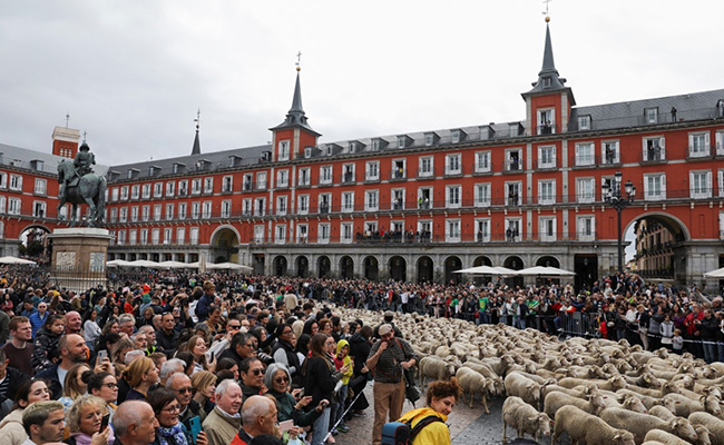 Thousands Of Sheep Take Over Madrid's Streets. Here's Why