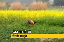कमर्शियल फार्मिंग के लिये GM सरसों को मिली मंजूरी कमर्शियल फार्मिंग के लिये GM सरसों को मिली मंजूरी