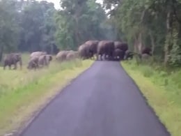 महाराष्ट्र : खेत में किसान पर हाथी का हमला, मौके पर ही मौत महाराष्ट्र : खेत में किसान पर हाथी का हमला, मौके पर ही मौत