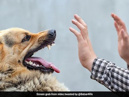 World Rabies Day 2023: आज वर्ल्ड रेबीज डे पर जानिए इस घातक बीमारी के बारे में फैली 5 अफवाहों की सच्चाई World Rabies Day 2023: आज वर्ल्ड रेबीज डे पर जानिए इस घातक बीमारी के बारे में फैली 5 अफवाहों की सच्चाई