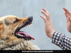 28 Deaths From Rabies In Tamil Nadu: Measures To Follow As A Pet Owner