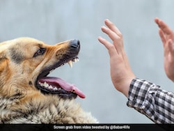 2 Year-Old Telangana Girl Dies After Anti-Rabies Injection: What Makes Rabies Vaccine Ineffective?