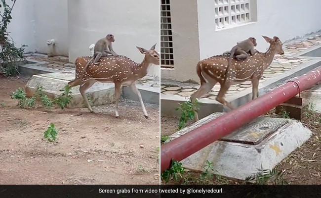 बंदर ने हिरण की पीठ पर बैठकर की सवारी, मजेदार Video देख लोगों ने कहा- मजनू भाई की नई पेंटिग की प्रेरणा