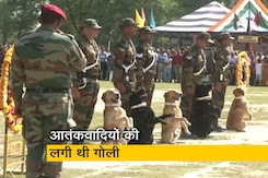 मिलिट्री डॉग 'ज़ूम' को सेना की श्रद्धांजलि, मुठभेड़ के दौरान लगी थी गोली मिलिट्री डॉग 'ज़ूम' को सेना की श्रद्धांजलि, मुठभेड़ के दौरान लगी थी गोली