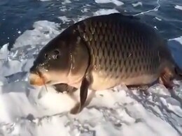 कोई नहीं समझ पा रहा है मेंढक की तरह हरकतें करने वाली इस अजीबोगरीब मछली के इशारे, देखें VIDEO कोई नहीं समझ पा रहा है मेंढक की तरह हरकतें करने वाली इस अजीबोगरीब मछली के इशारे, देखें VIDEO