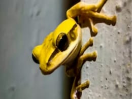 British Family Finds Live Frog Inside Bag Of Bananas: Report British Family Finds Live Frog Inside Bag Of Bananas: Report