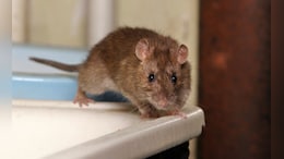 Rats Drank 800 Bottles Of Liquor? Dhanbad Traders' Bizarre Cover-Up Attempt
