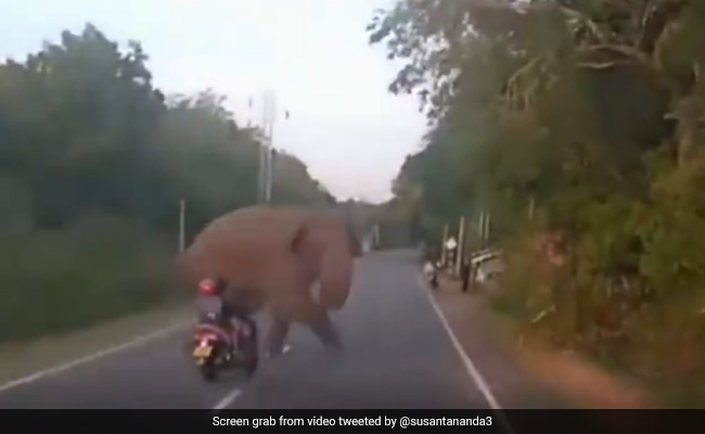 सड़क पर अचानक सामने आ गया हाथी, देखते ही नियंत्रण खो बैठी स्कूटी सवार महिला, फिर जो हुआ, नहीं होगा यकीन