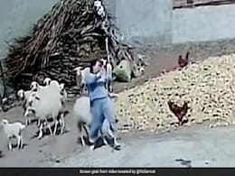 महिला ने मुर्गे को मारा पत्थर, पीछे से दौड़ती आई भेड़, सींग से ऐसे मारा कि उछल गई महिला और फिर... महिला ने मुर्गे को मारा पत्थर, पीछे से दौड़ती आई भेड़, सींग से ऐसे मारा कि उछल गई महिला और फिर...