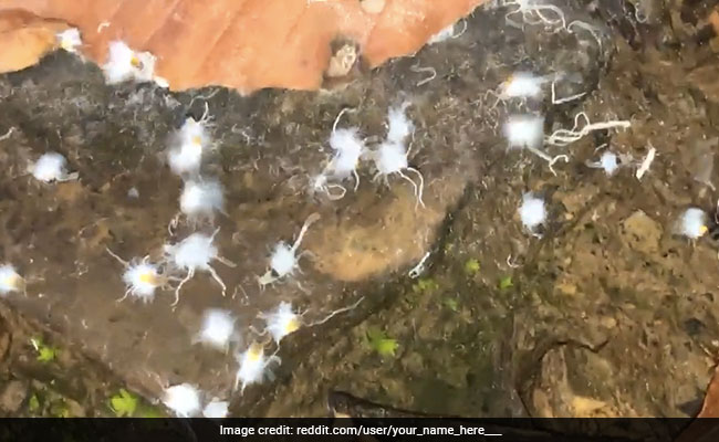 Video Of White, Furry "Boogie-Woogie" Insects Dancing Around Leaf Stuns Internet