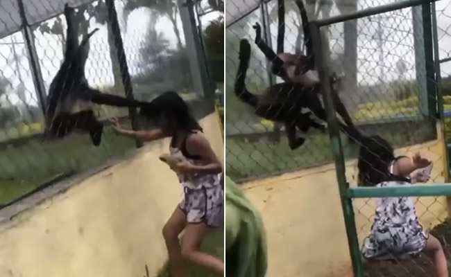 Video: बंदर से मस्ती करना लड़की को पड़ा महंगा, बाल खींचकर सिखाया सबक