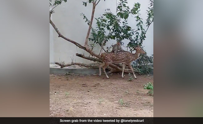 Viral Video: Scenes At IIT Madras - How A Monkey Hitched A Ride