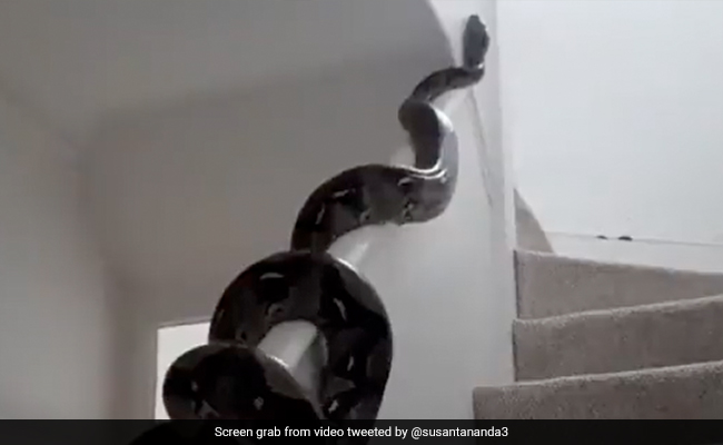 Viral Video Of Huge Python Slithering Across Wall Horrifies Internet