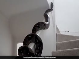 दीवार पर एकाएक चढ़ गया विशाल अजगर, VIDEO देख उड़ जाएंगे होश दीवार पर एकाएक चढ़ गया विशाल अजगर, VIDEO देख उड़ जाएंगे होश