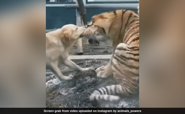 Viral Video Of A Dog Trying To Bite Off Tiger's Ear Stuns Internet