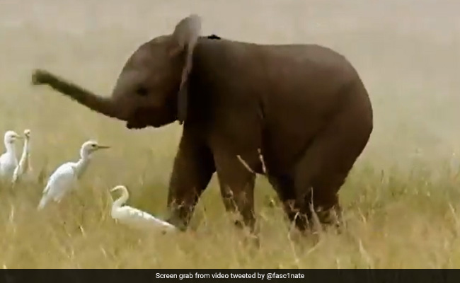 An Elephant Calf Can't Control Its Trunk For The First Year. Here's Proof