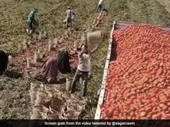 ट्रक में टमाटर डालने का अनोखा जुगाड़ देखकर लोगों ने कहा- ये तो WWE में जाकर धमाल मचाएगा