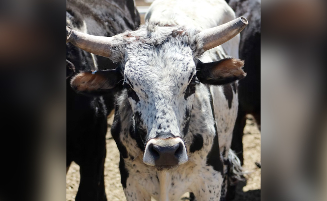 "Extremely Aggressive" Rodeo Bull Escapes From Stockyard, See Post