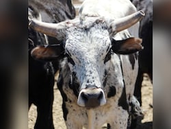 80-Year-Old Man Dies After Stray Bull Attack In UP&#039;s Kaushambi: Cops