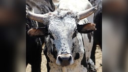 80-Year-Old Man Dies After Stray Bull Attack In UP's Kaushambi: Cops