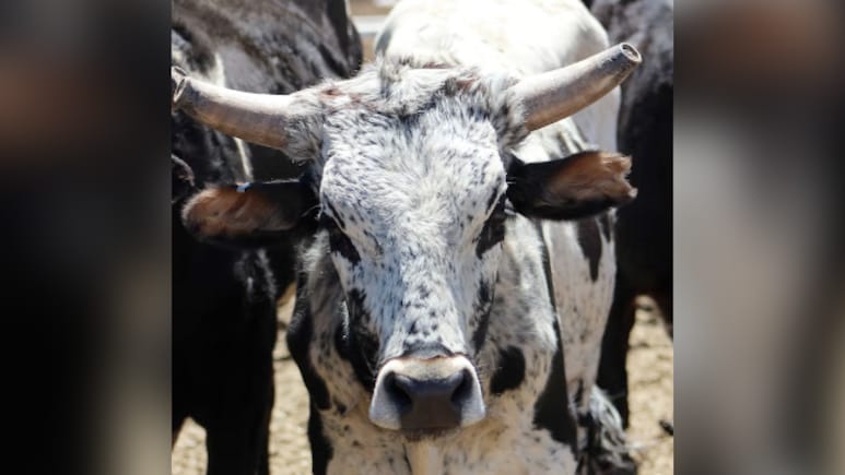 80-Year-Old Man Dies After Stray Bull Attack In UP's Kaushambi: Cops