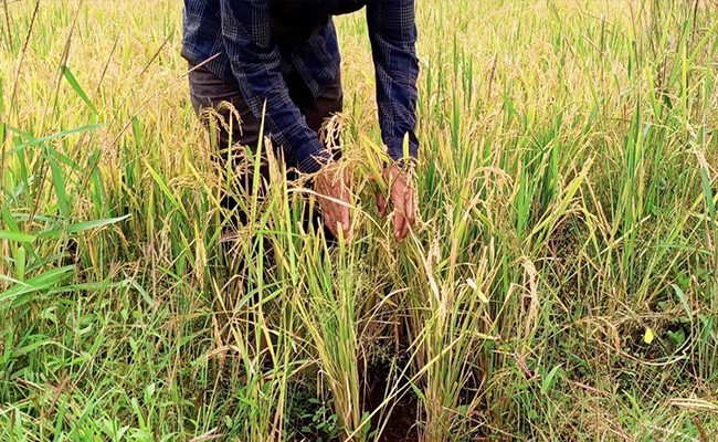 Why India Has Vowed To Protect Its Farmers In The Face Of Tariff Threats