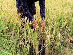 Why India Has Vowed To Protect Its Farmers In The Face Of Tariff Threats