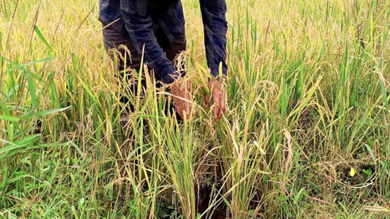 Why India Has Vowed To Protect Its Farmers In The Face Of Tariff Threats