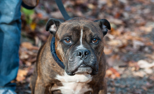 Woman Gets 50 Stitches On Head, Hand, Leg After Pet Pit Bull Attacks Her