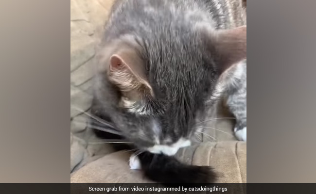 Watch: Cat's Tail Is Accidentally Touched By Human, Internet Reacts Hilariously