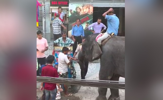 Viral Video: Elephant Enjoys <i>Puchka</i> In Assam