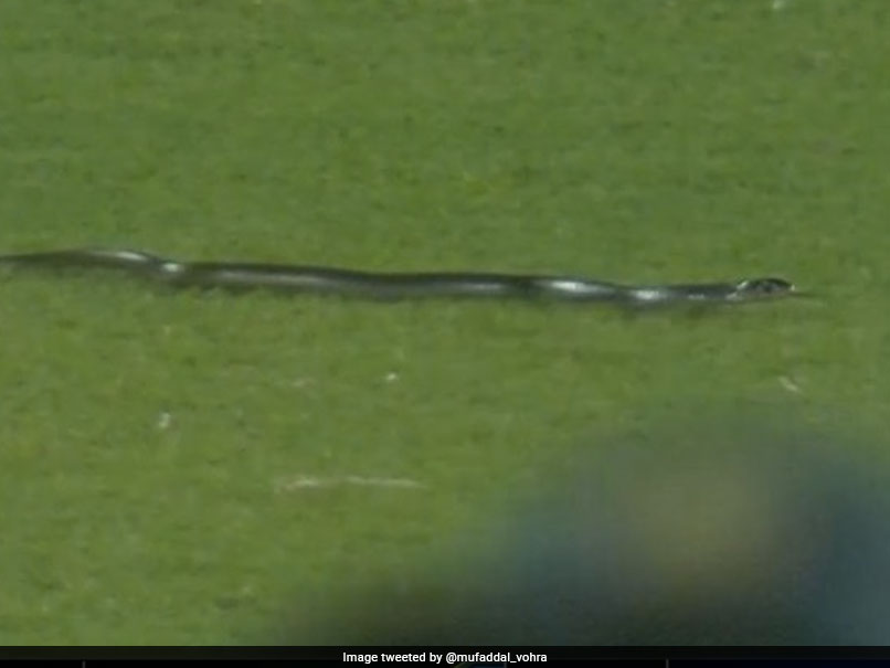 Watch: Snake In Guwahati Stadium Stops Play In 2nd India vs South Africa T20I