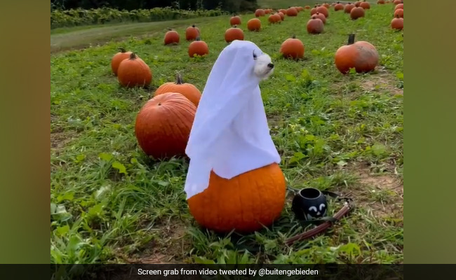 Watch: Beware Of This Spooky Pup Dressed Up In Ghoul's Costume For Halloween