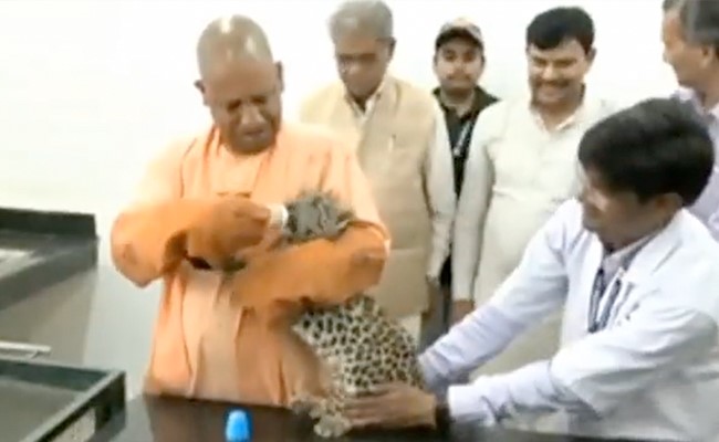 तेंदुए के बच्चे को दूध पिलाते हुए देखे गए योगी आदित्यनाथ, सोशल मीडिया पर वीडियो हुआ वायरल