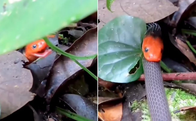 VIDEO: जंगल में सांप ने सांप को जिंदा निगला, रोंगटे खड़े कर देगा मंजर