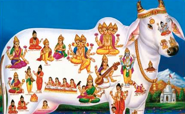 Gopashtami 2022 Date: कब है गोपाष्टमी पर्व, जानें डेट, शुभ मुहूर्त और महत्व